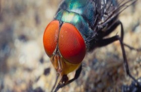 عيون الذباب.. هل تقضي على العمى عند البشر؟