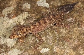 اكتشاف حيوان جديد في أستراليا