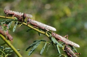 أسراب الجراد الصحراوي تغزو إيران