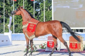 منصور بن زايد يعتمد برنامج بطولات و مزادات جمال الخيل العربية «-2022 2023»