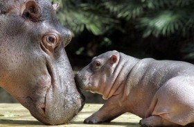 علماء يبحثون عن أسباب الشيخوخة المبكرة لدى الحيوانات   