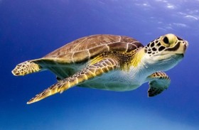 أردنية تعيش مع 30 سلحفاة