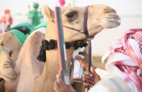 مهرجان العين لسباقات الهجن في جولته الثانية صباح اليوم بميدان الروضة