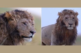 صورة لأسد بتسريحة شعر فريدة 