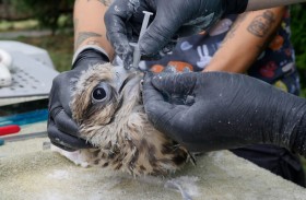 صندوق محمد بن زايد للطيور الجارحة يشارك في معرض الصيد والفروسية
