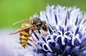 حيلة لإبعاد الدبابير باختيار ألوان الملابس