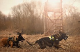 كلاب «جيرمن» و«هاسكي» تفجر جدلا في البرلمان المصري