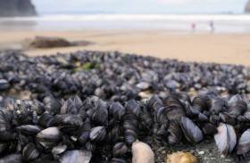 رخويات طبخت حية في مياه نيوزيلندا الدافئة 