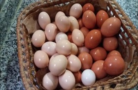 أساليب تخزين البيض بوصفة صينية