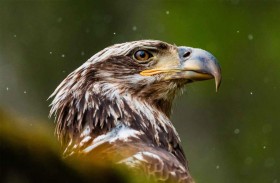 النسور تحفظ التاريخ.. اكتشاف مذهل في كهوف إسبانيا