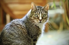 إجراءات صارمة ضد 6 متورطين في تعذيب قطة