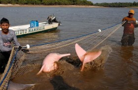 الجفاف يقتل الدلافين في نهر الأمازون