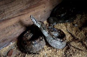 عبر البريد.. نيكاراجوا ترسل للعالم ثعابين وعناكب