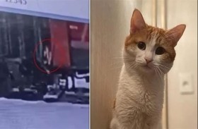 قطارات روسيا تعتذر عن طرد قط 