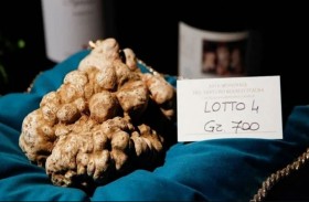 فطر الكمأة بـ 190 ألف دولار