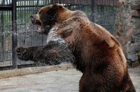 وفاة أمريكية في هجوم دب أسود