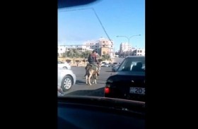 حمار يلتزم بقواعد السير 