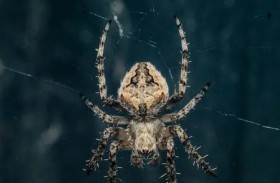 عنكبوت شديد السمية قد ينقذ البشر