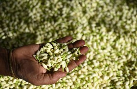  ياسمين مادوراي الهندية... مكوّن ثمين لصانعي العطور في العالم 