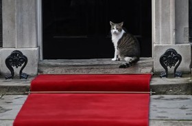 لماذا خططت حكومة بريطانيا لإبادة القطط؟