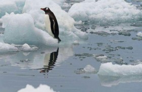 علماء يسجلون صوت البطريق تحت الماء
