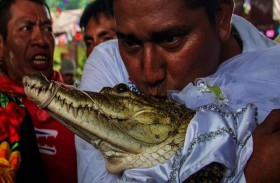 زواج رئيس بلدية بالمكسيك من أنثى تمساح