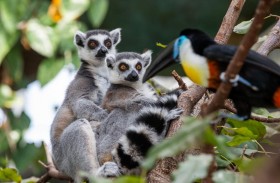 دبي تحتضن الغابات الاستوائية المطيرة بكل تفاصيلها في «ذاجرين بلانيت»