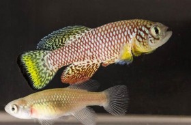 مفتاح علاج الشيخوخة في جنين سمكة إفريقية