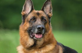 كلب شارد يرعب صعيد مصر