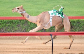 هجن أبناء القبائل تتألق في تحديات سباقات المرموم