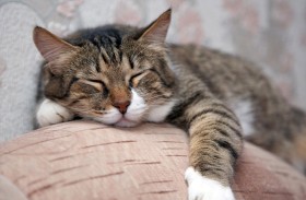 رجل يقرر ترك ثروته لقطته