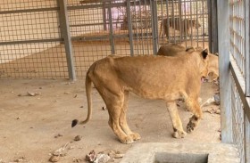 السيطرة على 4 أسود داخل استراحة 