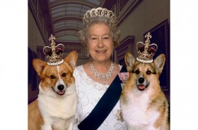 بعد رحيلها: ماذا سيحدث لكلاب الملكة...؟