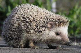 القبض على شخص لتربيته قنفذا