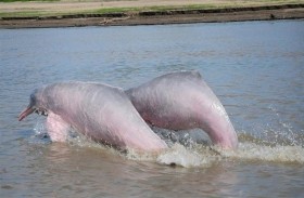 إنقاذ دلفينين ينتميان إلى نوع مهدد بالانقراض