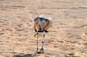 بطولة «تحديات الزاجل» للصقارة تنطلق اليوم في «بدع العشوش»