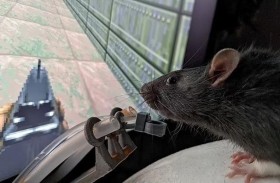 عالم يعلّم الفئران كيفية ممارسة ألعاب الفيديو