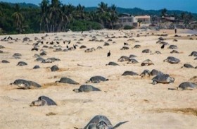 عودة السلاحف وأسماك القرش إلى سواحل تايلاند