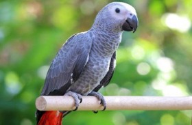 ببغاؤها الناطق يجلب لها 4 ملايين متابع