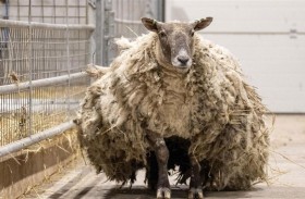 مطالبات بحماية الخروف الأكثر وحدة 
