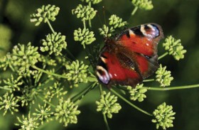 فراشات ألبانيا الشاهدة على صحة الكوكب... في خطر