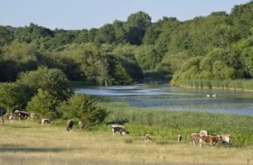 بريطانيا.. عودة «الحيوان المختفي» تثير مخاوف المزارعين