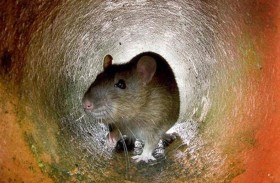 فيروس حيواني يؤدي لالتهاب الدماغ القاتل 