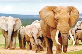 «جرار» يساعد فيلة مسنة على الوقوف 