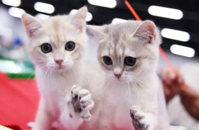 القبض على معلمة تحتجز أكثر من 300 حيوان