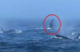 صفعات وصراخ.. معركة نادرة لحيتان