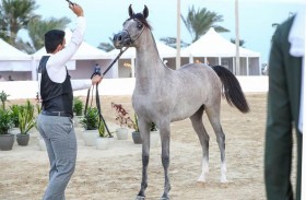 منافسات مثيرة في انطلاقة النسخة الثانية لبطولة الظفرة لجمال الخيل العربية