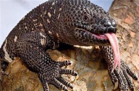 غواتيمالا تكافح لإنقاذ الصغيرة النائمة