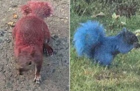 سناجب مطلية بألوان زاهية تثير الجدل 