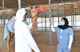 المركز المرجعي لهيئة أبوظبي للزراعة يقود الإمارات لصدارة أبحاث صحة الإبل عالمياً